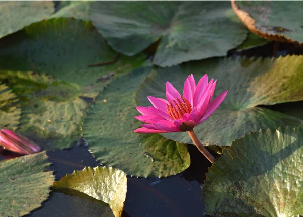 Lotus flower , Thailand — Stock Photo, Image