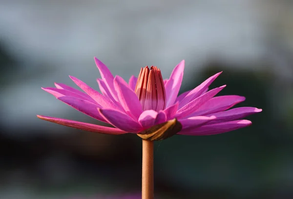 Flor de lótus, Tailândia — Fotografia de Stock