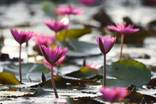 Flor de loto, Tailandia — Foto de Stock