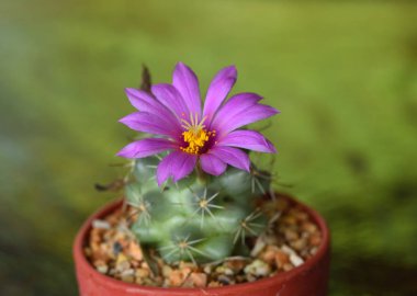 Kaktüs çiçeği (Mammillaria schumannii)