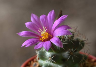 Kaktüs çiçeği (Mammillaria schumannii)