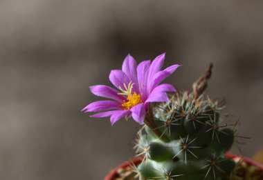 Kaktüs çiçeği (Mammillaria schumannii)