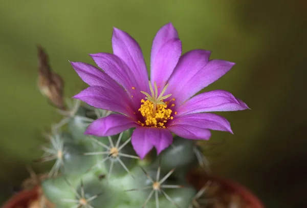 Flor de cacto (Mammillaria schumannii ) — Fotografia de Stock