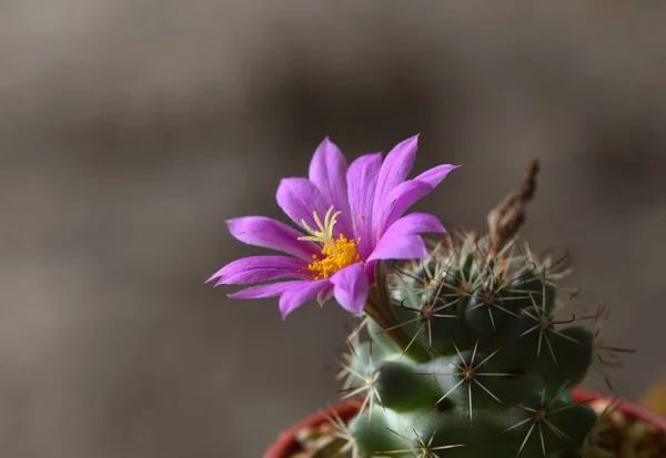 Kaktusz virága (mammilyaria-schumannii) — Stock Fotó