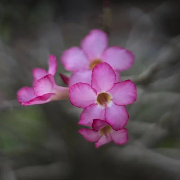 Барвиста квітка в саду — стокове фото