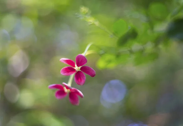 Bahçedeki renkli çiçek. — Stok fotoğraf