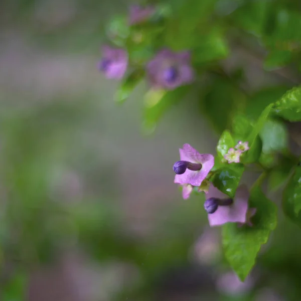 Színes virág a kertben — Stock Fotó