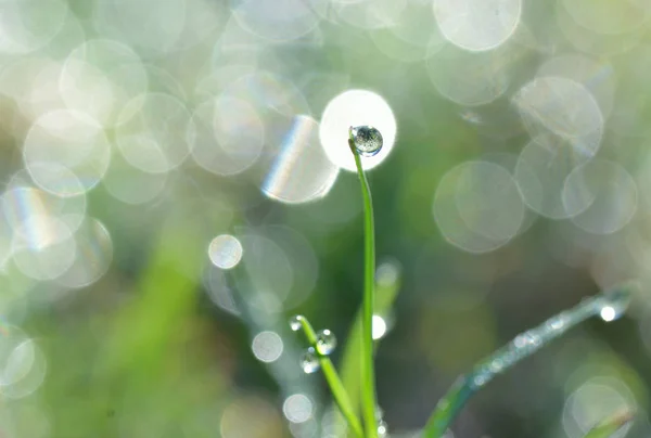 Краплі Води Фоні Природи Травинки — стокове фото