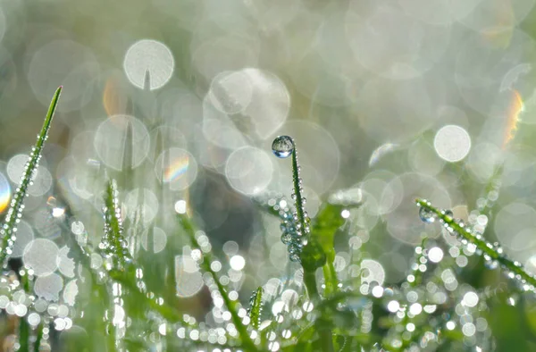 Gotas Agua Sobre Hierba Hoja Naturaleza Fondo — Foto de Stock