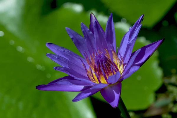 Purple Lotus River Thailand — Stock Photo, Image