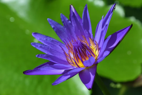 Purple Lotus River Thailand — Stock Photo, Image