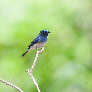 Kuş Hainan Blue Flycatcher, Tayland (kuş))