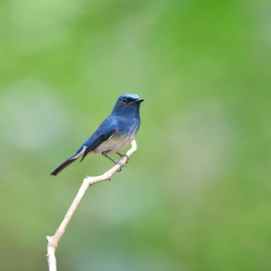 Kuş Hainan Blue Flycatcher, Tayland (kuş))