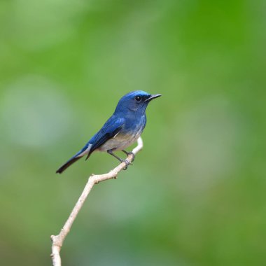 Kuş Hainan Blue Flycatcher, Tayland (kuş))
