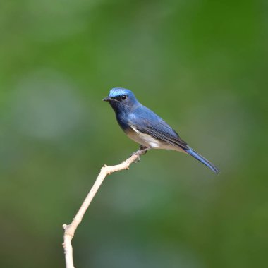 Kuş Hainan Blue Flycatcher, Tayland (kuş))