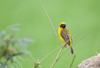 Güzel kuş Asya Altın Weaver üreme üzerine, Erkek Ploceus hipoksanthus
