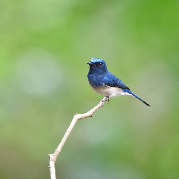 Bird Hainan Blue Flycatcher Thailand Fågel — Stockfoto