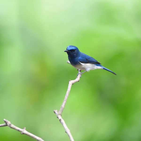 Bird Hainan Blue Flycatcher Thailand Fågel — Stockfoto