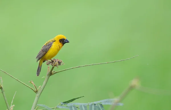 美しい鳥アジアの黄金のウィーバー繁殖について 男性のプロキシウス仮説 — ストック写真