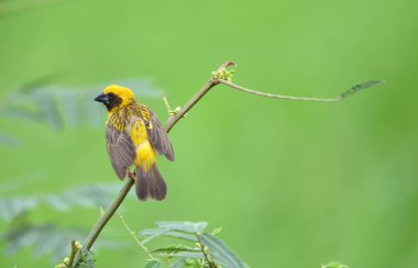 Güzel kuş Asya Altın Weaver üreme üzerine, Erkek Ploceus hipoksanthus
