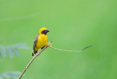 Güzel kuş Asya Altın Weaver üreme üzerine, Erkek Ploceus hipoksanthus