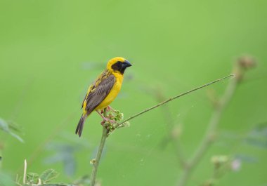 Güzel kuş Asya Altın Weaver üreme üzerine, Erkek Ploceus hipoksanthus