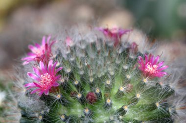 Kaktüs çiçeği Tayland 'da çok güzeldir.