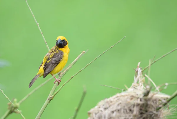 Bel Oiseau Asiatique Golden Weaver Sur Reproduction Mâle Ploceus Hypoxanthus — Photo