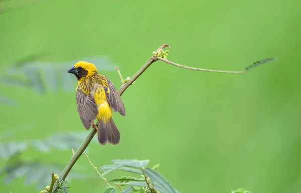 Piękny Ptak Asian Golden Weaver Hodowli Mężczyzna Ploceus Hypoxanthus — Zdjęcie stockowe