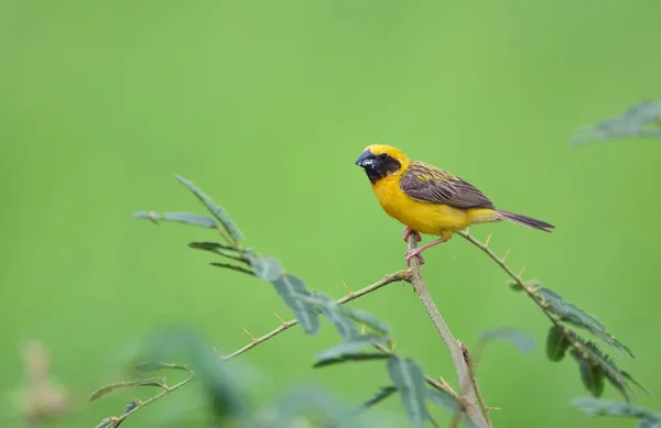 Beautiful Bird Asian Golden Weaver Breeding Male Ploceus Hypoxanthus — Stock Photo, Image