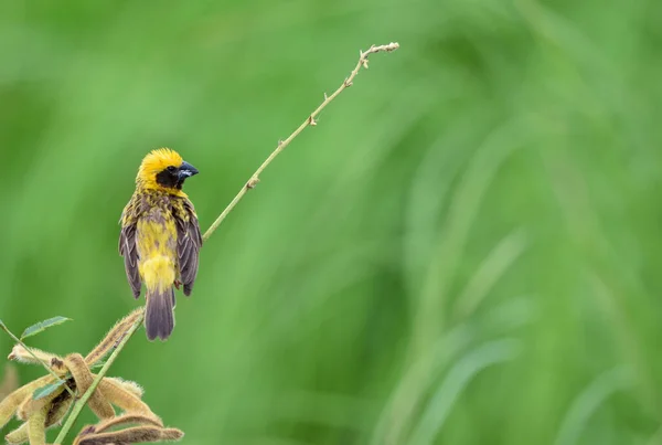 Schöner Vogel Asiatischer Goldweber Bei Der Zucht Männchen Ploceus Hypoxanthus — Stockfoto