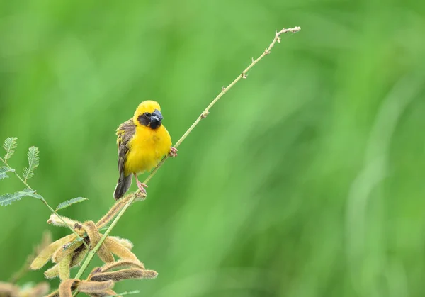 美丽的亚洲金丝雀的繁育 雄鸟的繁殖力不足 — 图库照片