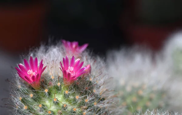 Flores Cactus Una Hermosa Tailandia — Foto de Stock