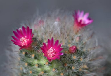 Kaktüs çiçeği Tayland 'da çok güzeldir.