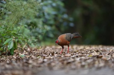 Siyam ateşi mi yoksa Diard 'ın ateşi mi? Tayland ulusal kuşu.