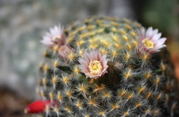 Flores Cactus Una Hermosa Tailandia — Foto de Stock