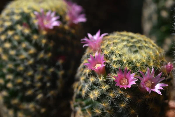 Flores Cactus Una Hermosa Tailandia — Foto de Stock