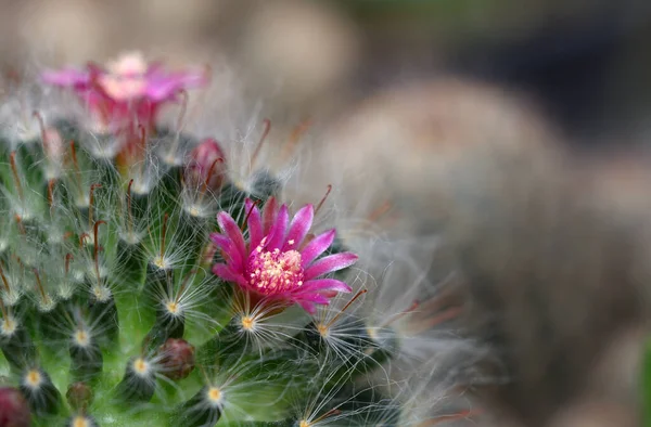 Flores Cactus Una Hermosa Tailandia — Foto de Stock