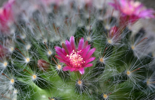 Cactus Floweris Uma Bela Tailândia — Fotografia de Stock