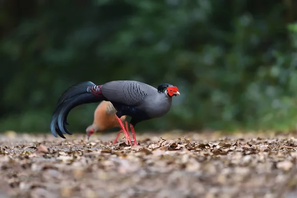 Siamese Vuurrug Vuurrug Van Diard Thaise Nationale Vogel — Stockfoto