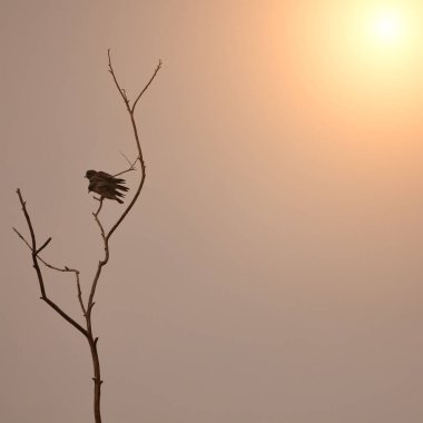 Gün batımında uçan siluet kuş