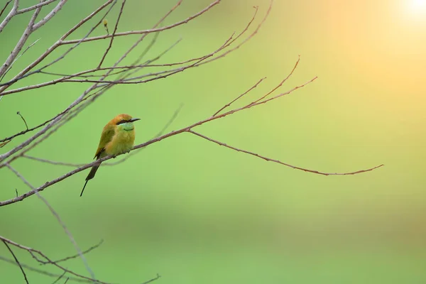 Bird Green Bee Eater Thaïlande — Photo