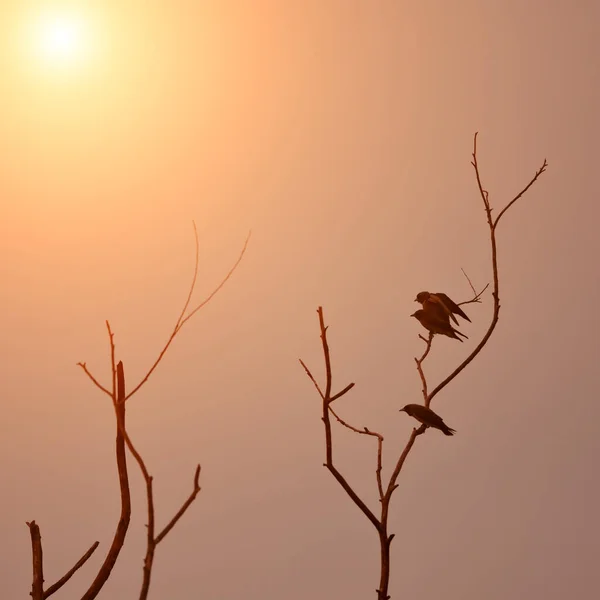 Uccello Silhouette Che Vola Tramonto — Foto Stock