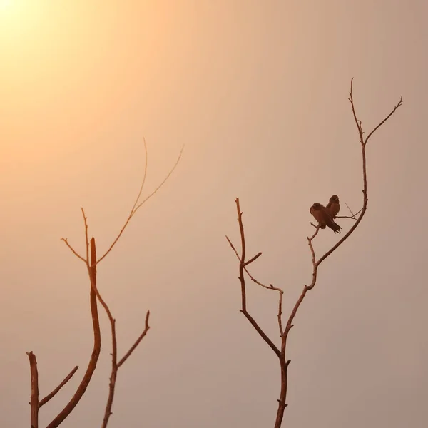 夕暮れ時のシルエット鳥 — ストック写真