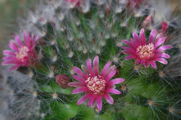 Flor Cactus Una Hermosa Tailandia — Foto de Stock