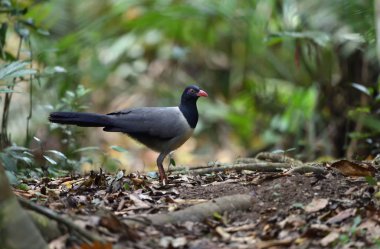 Kuş (Mercan gagalı Zemin Guguk Kuşu), Tayland