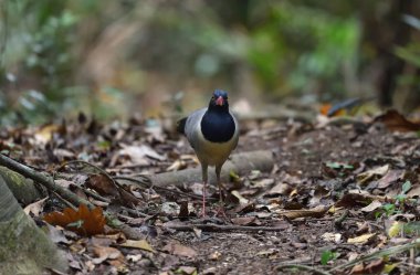 Kuş (Mercan gagalı Zemin Guguk Kuşu), Tayland