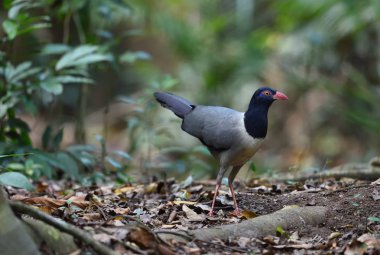Kuş (Mercan gagalı Zemin Guguk Kuşu), Tayland
