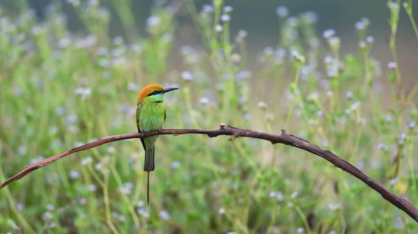 Bird Comedor Abelhas Verdes Tailândia — Fotografia de Stock