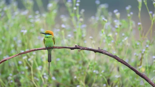 Vogel Groene Bijeneter Thailand — Stockfoto